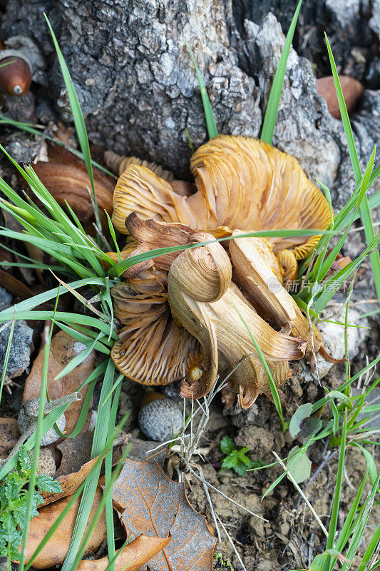 Cortinarius speciosissimus吗?巴塞罗那省的毒蘑菇。Bergueda。